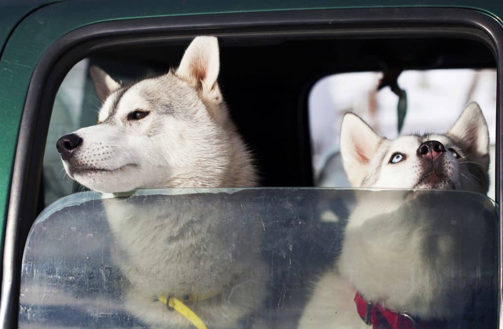 Dogs in the car