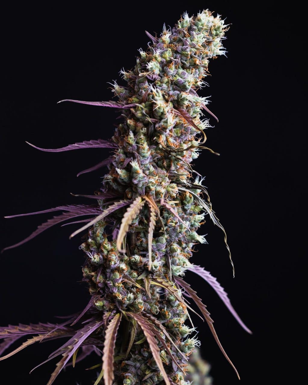 Feminised cannabis in flowering time with spectacular reddish colouring on black background